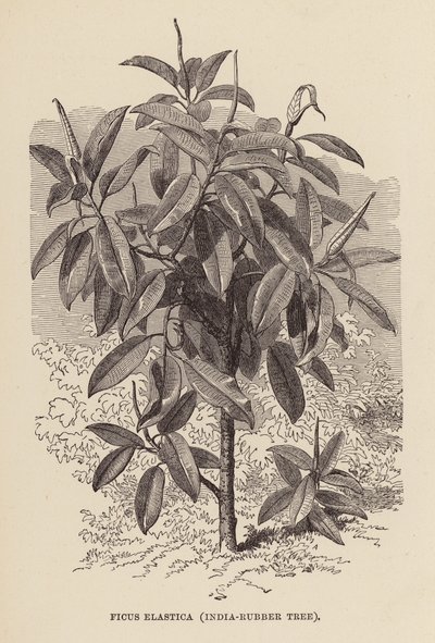 Ficus Elastica, árvore de borracha da Índia (gravura) de English School