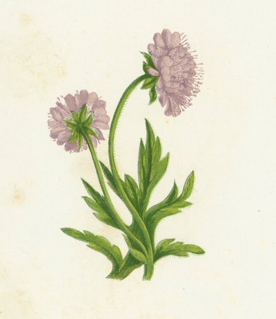 Campo Knautia, Knautia Arvensis de English School