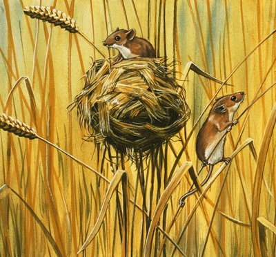 Ratos de campo de English School