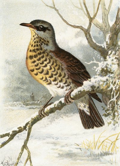 Fieldfare de English School