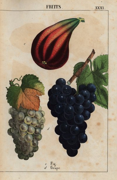 Figo e uvas , do "The Instructive Picturebook, or Lessons from the Vegetable World," [Charlotte Mary Yonge], Edimburgo de English School