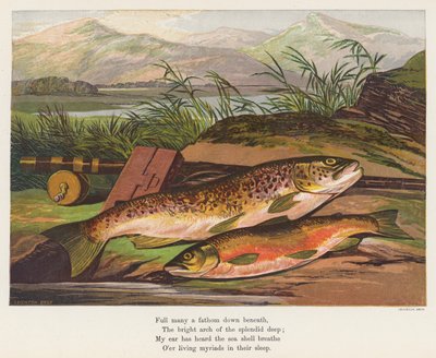Peixe (litografia a cores) de English School