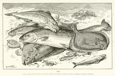 Peixe de English School