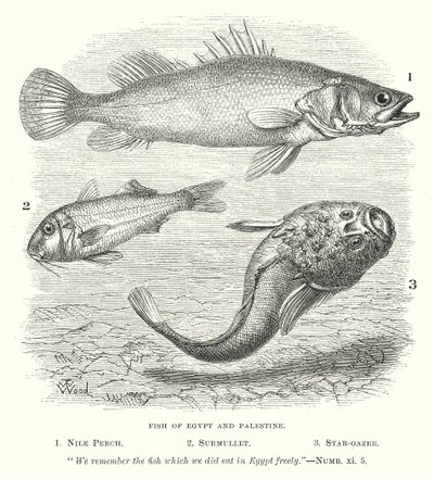 Peixes do Egito e da Palestina (gravura) de English School