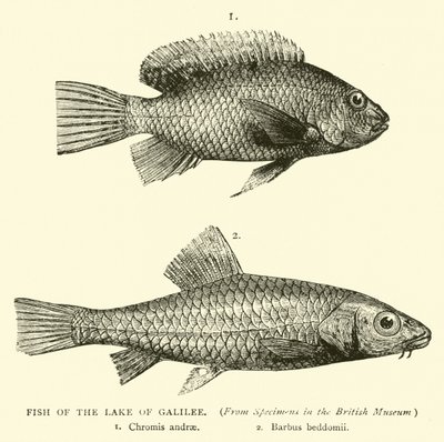 Peixe do Lago da Galiléia de English School