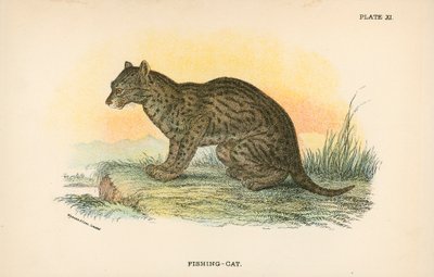 Gato de pesca de English School