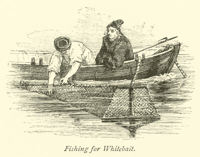 Pesca para o Whitebait de English School