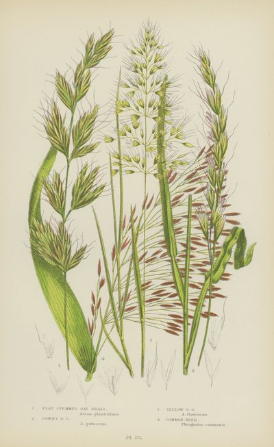 Erva de aveia de haste plana, erva de aveia felpuda, erva de aveia amarela, junco comum (litografia a cores) de English School