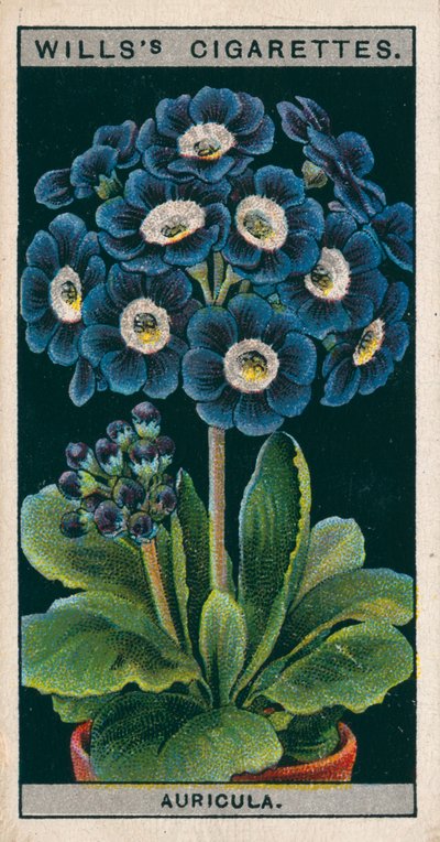 Floricultura em vaso: Auricula alpina (cromolitho) de English School