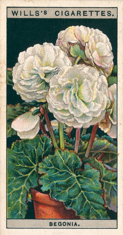 Floricultura em vaso: Begónia de raiz tuberosa dupla (cromolitho) de English School