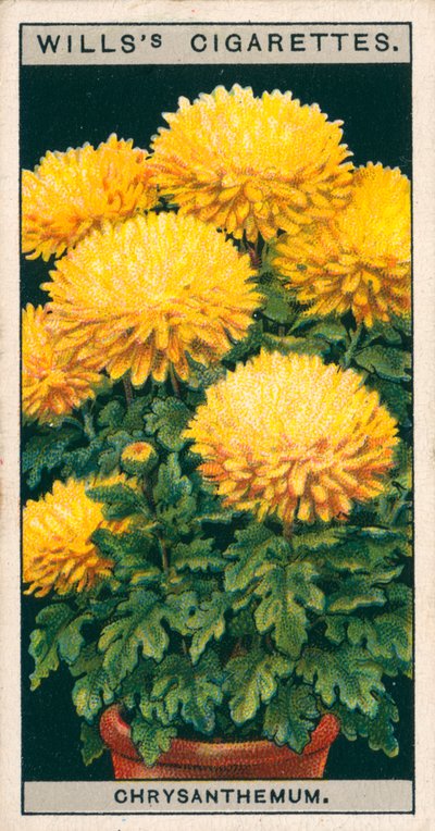 Floricultura em vaso: Crisântemo anão (chromolitho) de English School