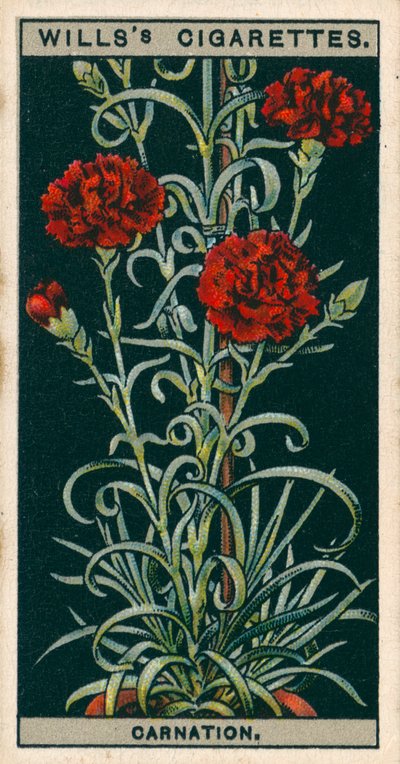 Floricultura em vaso: Cravo de floração perpétua (chromolitho) de English School