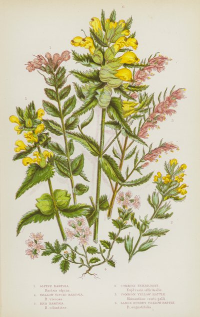 Plantas de floração da Grã-Bretanha: Bartsia Alpina, Bartsia Viscosa Amarela, Bartsia Vermelha, Bartsia Olhos Comuns, Barbilhão Amarelo Comum, Barbilhão Amarelo Grande (cor litho) de English School