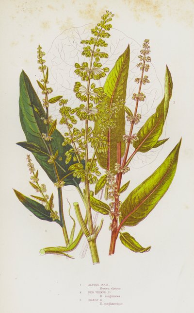 Plantas com flor da Grã-Bretanha: Doca Alpina, Doca de Veias Vermelhas, Doca Afiada (litografia a cores) de English School
