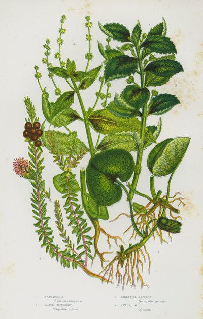 Plantas de floração da Grã-Bretanha: Asarabacca, Black Crowberry, Perennial Mercury, Annual Mercury (cor litho) de English School