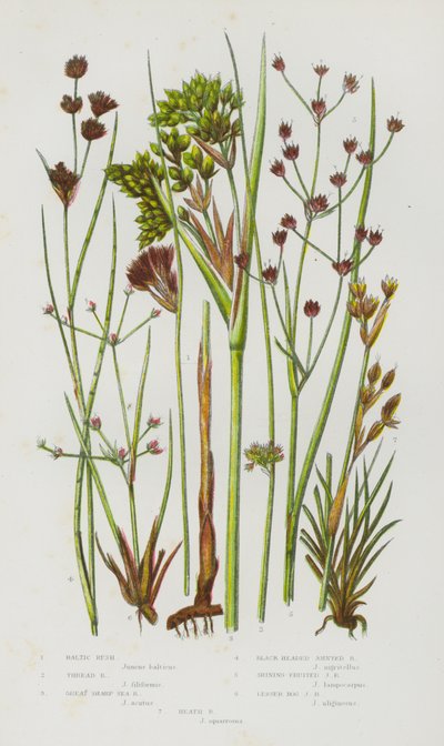 Plantas de floração da Grã-Bretanha: Ciclo do Báltico, Ciclo dos Fios, Ciclo do Mar Afiado, Ciclo do Mar Negro, Ciclo do Fruto Brilhante, Ciclo do Pântano Menor, Ciclo da Urze (cor litho) de English School