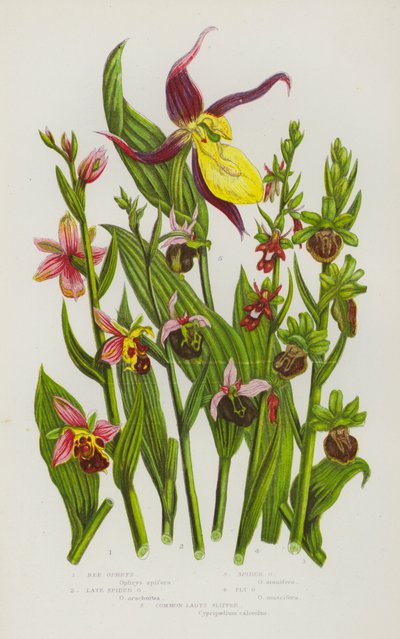 Plantas com flores da Grã-Bretanha: Ophrys de abelha, Ophrys de aranha tardia, Ophrys de aranha, Ophrys de mosca, Chinelo de senhora comum (litografia a cores) de English School