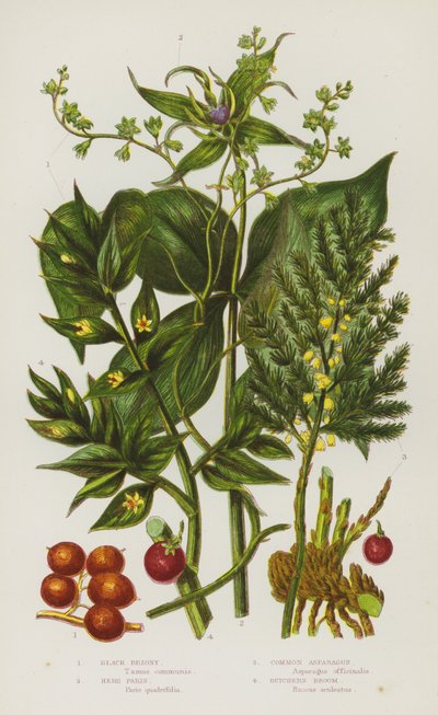 Plantas de floração da Grã-Bretanha: Brionia Negra, Herb Paris, Espargos Comuns, Broom de Butchers (cor litho) de English School