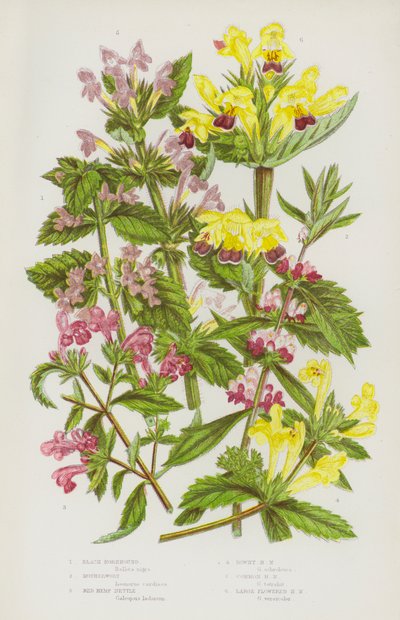 Plantas com flores da Grã-Bretanha: Marroio Negro, Erva-Mãe, Urtiga de Cânhamo Vermelha, Urtiga de Cânhamo Baixa, Urtiga de Cânhamo Comum, Urtiga de Cânhamo com Flor Grande (litografia a cores) de English School