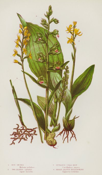 Plantas de floração da Grã-Bretanha: Orquídeas de Pântano, Duas Liparis Deixadas, Raiz de Coral sem Esporão, Helleborine de Folhagem Larga (cor litho) de English School