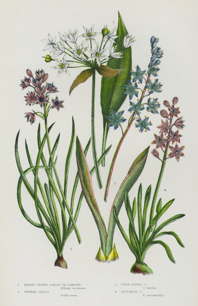 Plantas de floração da Grã-Bretanha: Alho Largo Fermentado ou Ramsons, Pescado Vernal, Pescado Gêmeo, Pescado de Outono (cor litho) de English School
