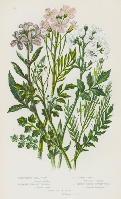 Plantas de floração da Grã-Bretanha: Bulbiferous Coral-Root, Large-Flowered Bitter-Cress, Cuckoo-Flower, Narrow-Leaved Bitter-Cress, Hairy Bitter-Cress (cor litho) de English School