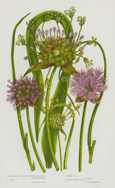 Plantas de floração da Grã-Bretanha: Alho Bulbiferous Great Round Headed, Alho Chive, Alho Crow, Alho Small Round Headed (cor litho) de English School