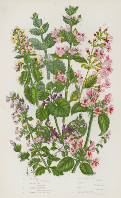 Plantas de floração da Grã-Bretanha: Hortelã Gato, Hera Moída, Cavalo Branco, Tomilho Manjericão Comum, Calaminto Menor, Calaminto Comum, Calaminto de Madeira, Manjericão Comum Selvagem (cor litho) de English School
