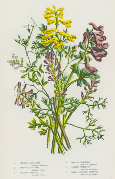 Plantas com flores da Grã-Bretanha: Corydalis trepadora, Fumitório bulboso, Fumitório amarelo, Fumitório de rampa, Fumitório comum, Fumitório de flor pequena (litografia a cores) de English School