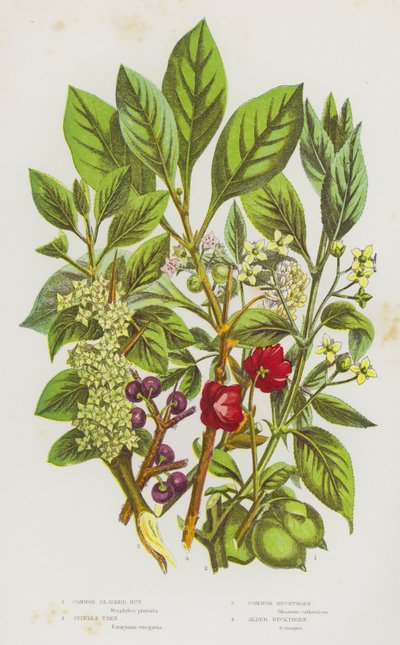 Plantas com flor da Grã-Bretanha: Noz de bexiga comum, árvore de fuso, espinheiro comum, espinheiro de amieiro (litografia a cores) de English School
