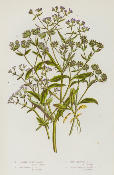 Plantas de floração da Grã-Bretanha: Salada de Milho Comum, Salada de Milho Carenada, Salada de Milho Sharp-Fruited, Salada de Milho Smooth Narrow-Fruited (cor litho) de English School