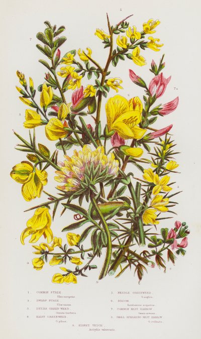 Plantas com flores da Grã-Bretanha: Erva-de-são-joão, Erva-de-são-joão, Erva-de-são-joão peluda, Erva-de-são-joão agulha, Vassoura, Erva-de-são-joão comum, Erva-de-são-joão pequena, Ervilhaca (litografia a cores) de English School