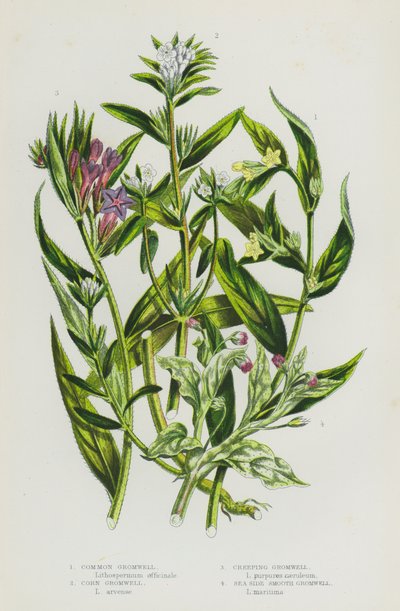 Plantas de floração da Grã-Bretanha: Gromwell comum, Gromwell de milho, Gromwell rasteiro, Gromwell liso do lado do mar (cor litho) de English School