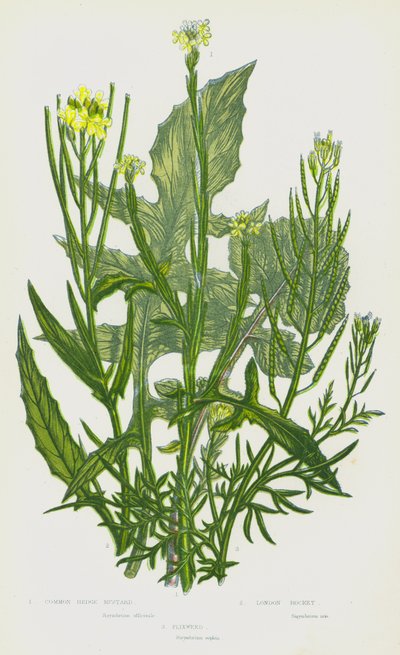 Plantas com flor da Grã-Bretanha: Mostarda comum, Foguetão de Londres, Flixweed (litografia a cores) de English School