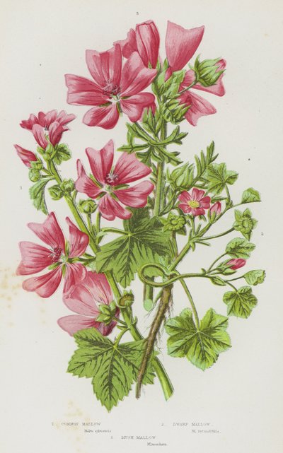 Plantas com flor da Grã-Bretanha: Malva comum, Malva anã, Malva almiscarada (litografia a cores) de English School