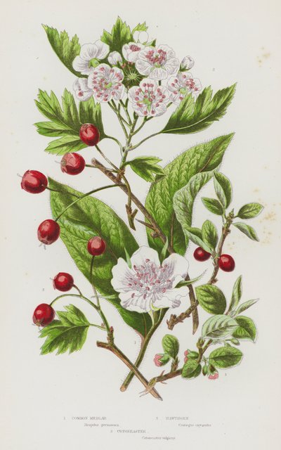 Plantas de floração da Grã-Bretanha: Medlar comum, Hawthorn, Cotoneaster (cor litho) de English School