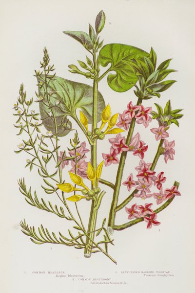 Plantas de floração da Grã-Bretanha:  de English School