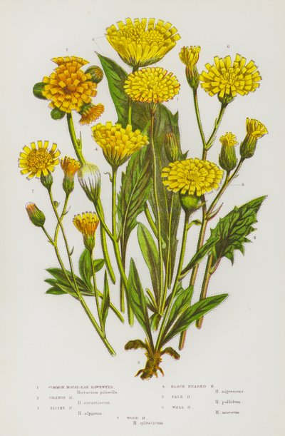 Plantas com flores da Grã-Bretanha: Erva-dos-ratos-comum, erva-dos-laranjais, erva-dos-alpes, erva-dos-cabeças-pretas, erva-dos-pálidos, erva-dos-muros, erva-dos-paus (litografia a cores) de English School