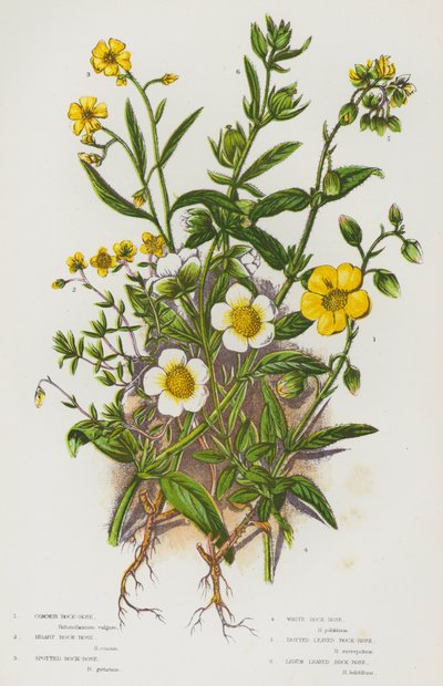 Plantas de floração da Grã-Bretanha: Rosa Rochosa Comum, Rosa Rochosa Hoary, Rosa Rochosa Manchada, Rosa Rochosa Branca, Rosa Rochosa Folhuda, Rosa Rochosa Ledum Folhuda (cor litho) de English School