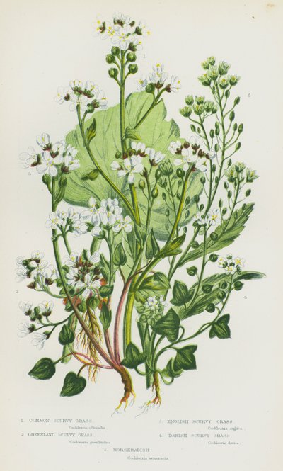 Plantas de floração da Grã-Bretanha: Erva de escorbuto comum, erva de escorbuto da Gronelândia, erva de escorbuto inglesa, erva de escorbuto dinamarquesa, rábano (cor litho) de English School