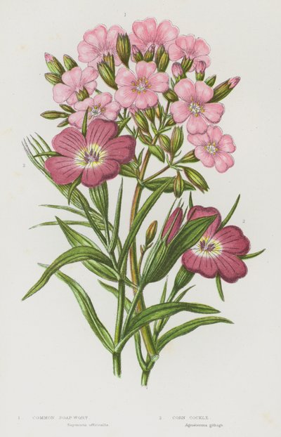 Plantas com flores da Grã-Bretanha: Erva-de-sabão-comum, Berbigão-do-milho (litografia a cores) de English School