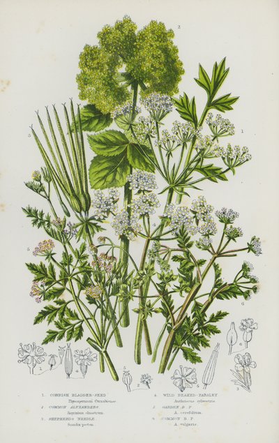 Plantas com flores da Grã-Bretanha: Semente de bexiga da Cornualha, alexandres comuns, agulha de pastor, salsa bicuda selvagem, salsa bicuda de jardim, salsa bicuda comum (litografia a cores) de English School