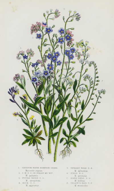 Plantas com flores da Grã-Bretanha: Erva-escorpião-de-água rasteira, erva-escorpião-de-água rasteira ou Forget Me Not, erva-escorpião-de-água tufada, erva-escorpião-das-rochas, erva-escorpião-da-madeira erecta, erva-escorpião-do-campo, erva-escorpião-do-ca de English School
