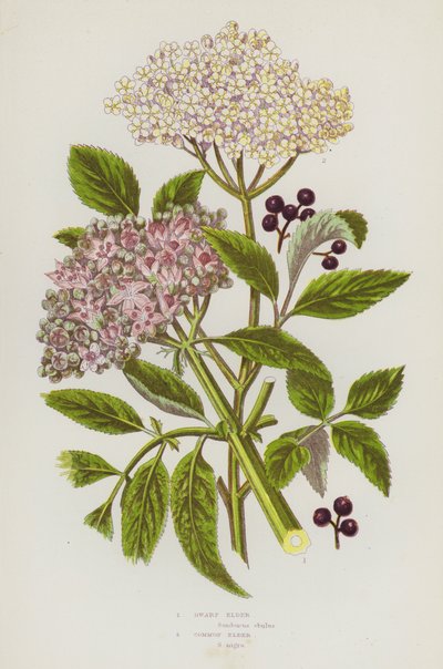 Plantas de floração da Grã-Bretanha: Anão Anão, Ancião Comum (cor litho) de English School
