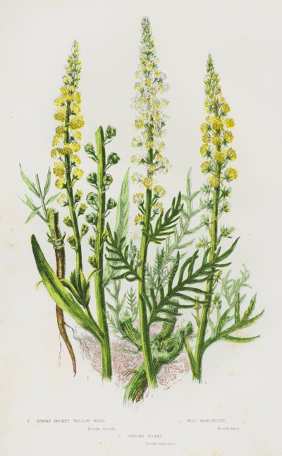 Plantas de floração da Grã-Bretanha: Dyer