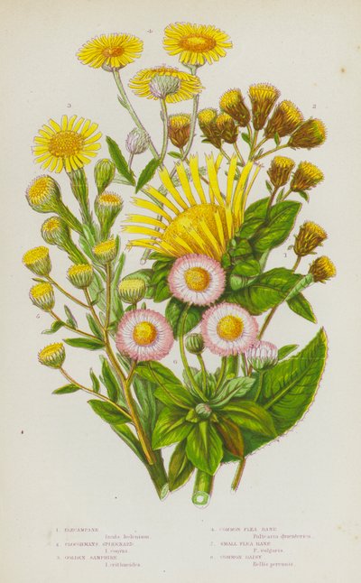 Plantas com flores da Grã-Bretanha: Elecampane, Ploughmans Spikenard, Golden Samphire, Common Flea Bane, Small Flea Bane, Common Daisy (litografia a cores) de English School