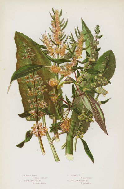 Plantas de floração da Grã-Bretanha: Doca do violino, Doca de Folga Larga, Doca Dourada, Doca do Pântano Amarelo (cor litho) de English School