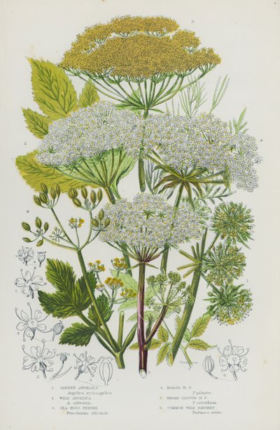 Plantas de floração da Grã-Bretanha: Anélica do Jardim, Anélica Selvagem, Funcho dos Porcos do Mar, Funcho dos Porcos do Pântano, Funcho de Porco Largo, Pastinaca Selvagem Comum (cor litho) de English School