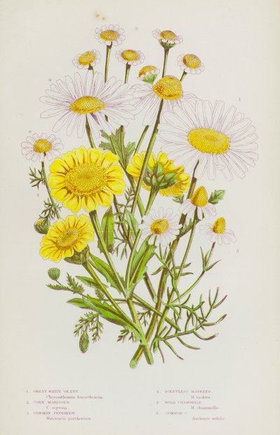 Plantas de floração da Grã-Bretanha: Grande Olho de Boi Branco, Calêndula de Milho, Febre Aftosa Comum, Camomila Selvagem, Camomila Comum (cor litho) de English School