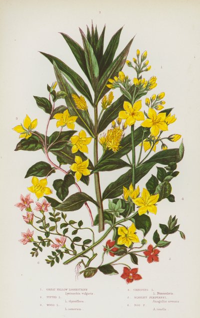 Plantas com flores da Grã-Bretanha: Grande Loosestrife Amarelo, Loosestrife Tufted, Loosestrife de Madeira, Loosetrife rastejante, Scarlet Pimpernel, Bog Pimpernel (litografia a cores) de English School